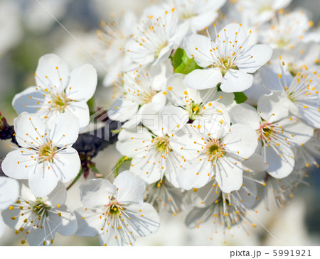 blossoming blossoming 5991921