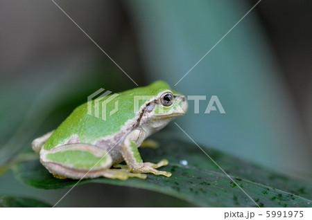 雨蛙 5991975