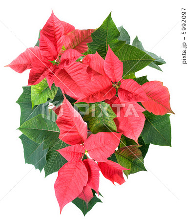 Beautiful red poinsettia plant isolated on white Beautiful red poinsettia plant isolated on white 5992097