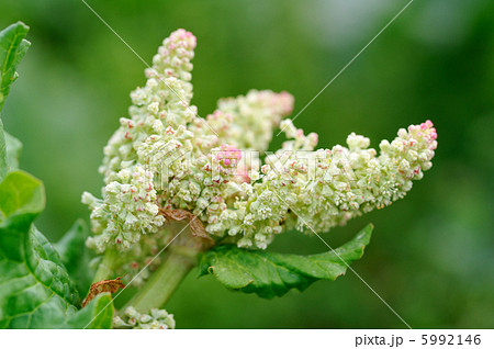 ルバーブの花 5992146