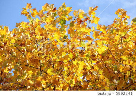 紅葉・ユリノキ 5992241