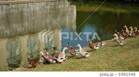 鴨の群れ 鴨の群れ 5992346