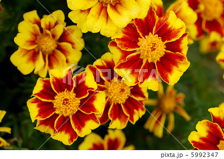 マリーゴールド 5992347