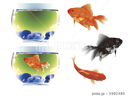 金魚 5992480