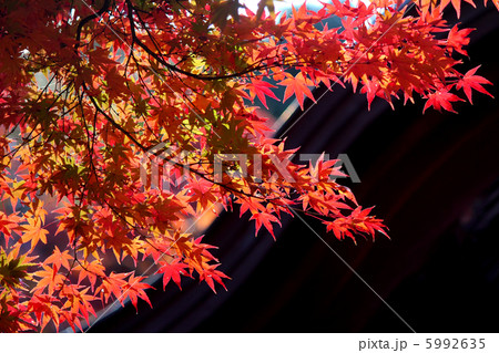 紅葉 紅葉 5992635