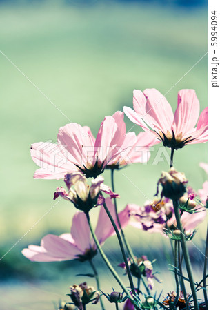 nice flowers nice flowers 5994094