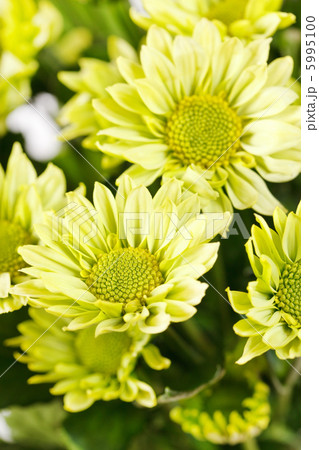 Chrysanthemum Flowers 5995100