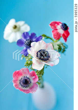 Anemone flowers 5995329