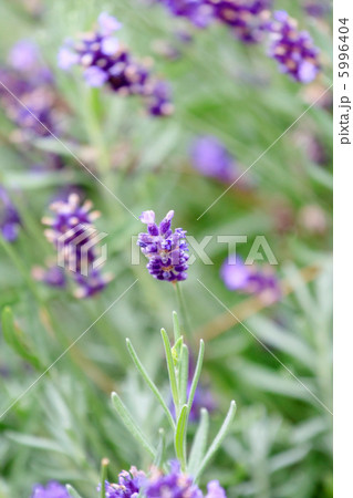 lavender flowers lavender flowers 5996404