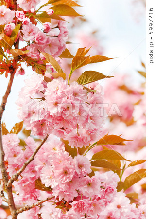 Japanese cherry with blossom 5997216