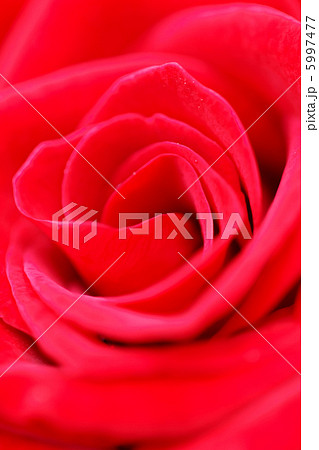 Red rose macro 5997477