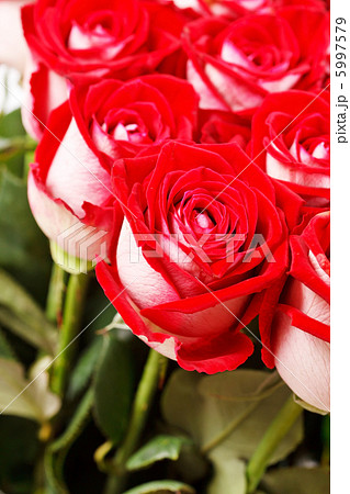 red roses red roses 5997579
