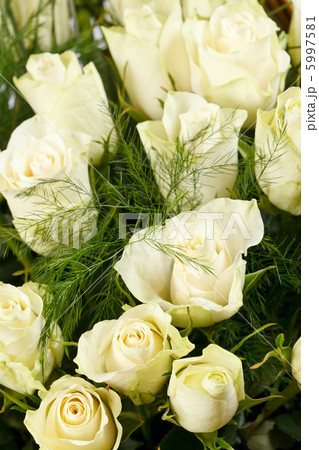 white roses white roses 5997581