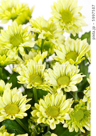 Chrysanthemum Flowers 5997587