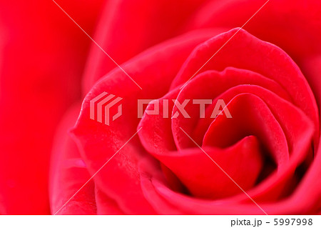 Red rose macro Red rose macro 5997998