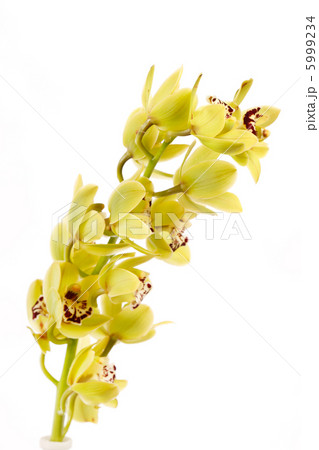 Orchid isolated on white background Orchid isolated on white background 5999234