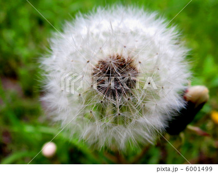 たんぽぽ たんぽぽ 6001499