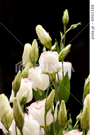 nice flowers nice flowers 6001588