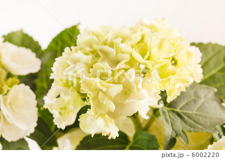 beautiful hydrangea beautiful hydrangea 6002220