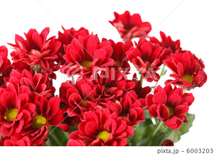 Chrysanthemum Flowers 6003203