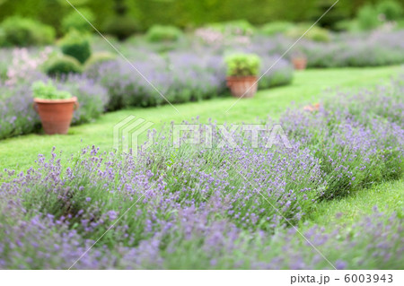 lavender field lavender field 6003943