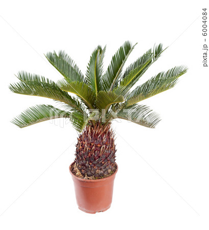 palm in the pot 6004084