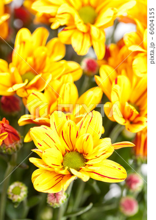 Chrysanthemum Flowers Chrysanthemum Flowers 6004155