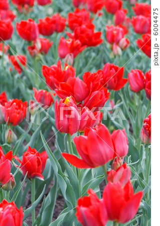 beautiful tulips 6004475