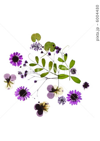 summer flowers 6004480