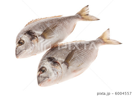 Dorado fish isolated on white background Dorado fish isolated on white background 6004557