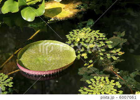 パラグアイオニバス 6007061