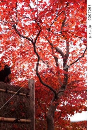 真っ赤に紅葉したモミジの背景素材 6007068