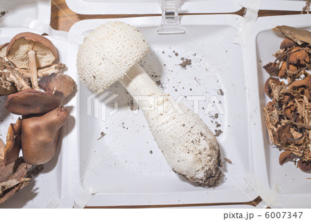 シロオニタケ 6007347