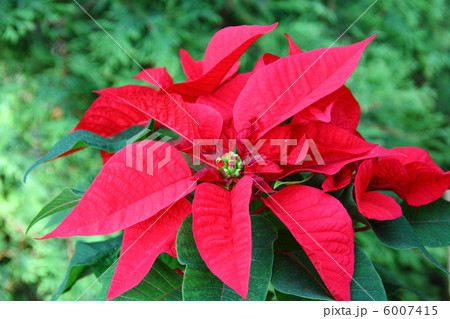 ポインセチア 6007415