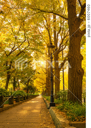 山下公園の銀杏並木 横浜市中区 の写真素材