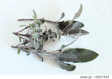 パープルセージ 6007494