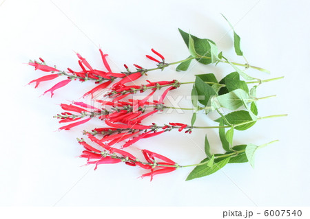 パイナップルセージ 6007540