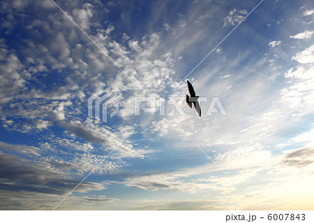 Bird on sky Bird on sky 6007843