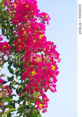 夏を彩るサルスベリの花 夏を彩るサルスベリの花 6008036