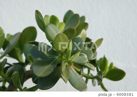 カネノナルキ 6008381