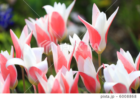 チューリップ 「レディジェーン」 チューリップ 「レディジェーン」 6008868
