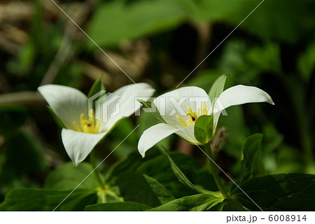 野幌原始林のエンレイソウ 6008914