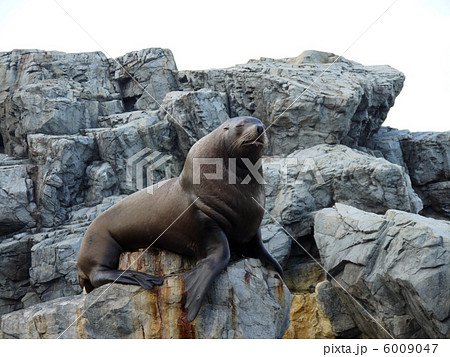 佇む大きなトド(オス) 佇む大きなトド(オス) 6009047