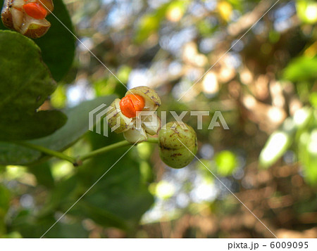 実が裂開してマサキの橙赤色の仮種皮が顔お出しました 6009095