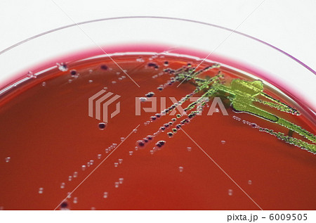 大腸菌群試験 6009505