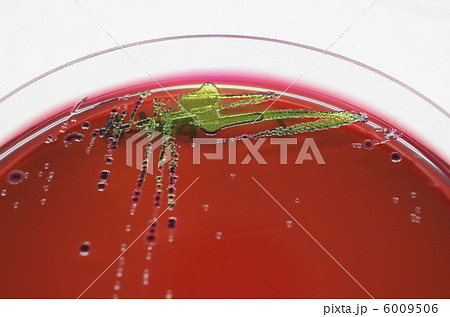 大腸菌群試験 6009506