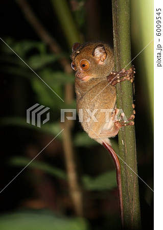 Western Tarsier （ニシメガネザル） 6009545