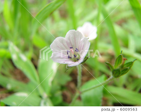 ゲンノショウコ 6009563