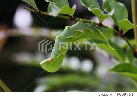 あおむし あおむし 6009751