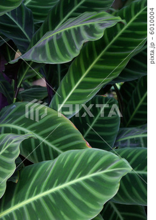 カラテアの葉 6010004
